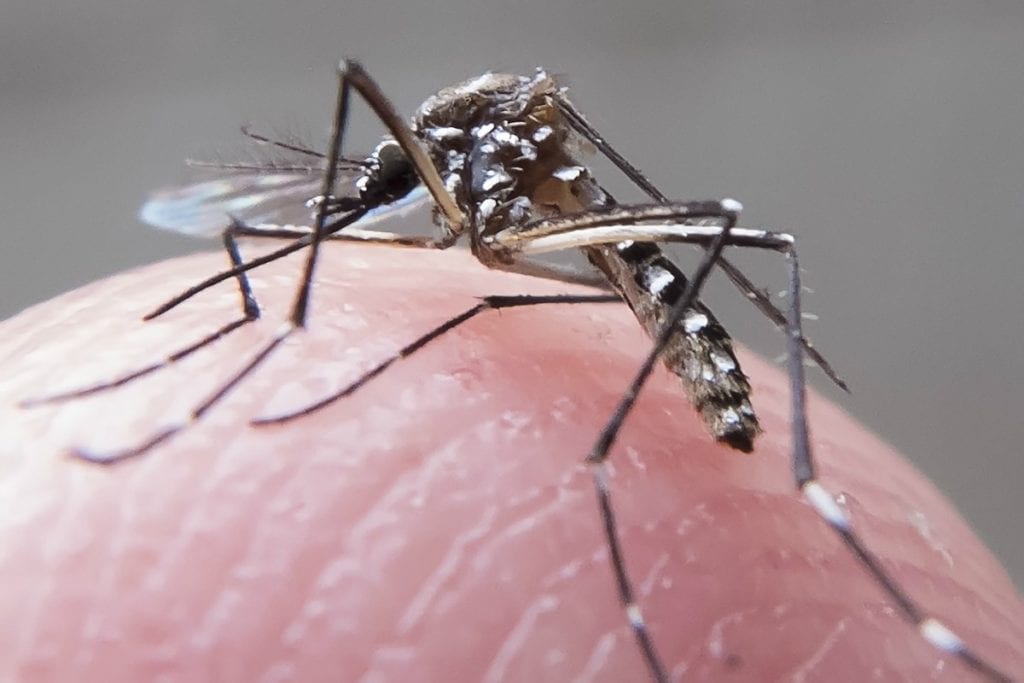 Mosquito pousado sobre a pele humana, representando os vetores de doenças tropicais negligenciadas