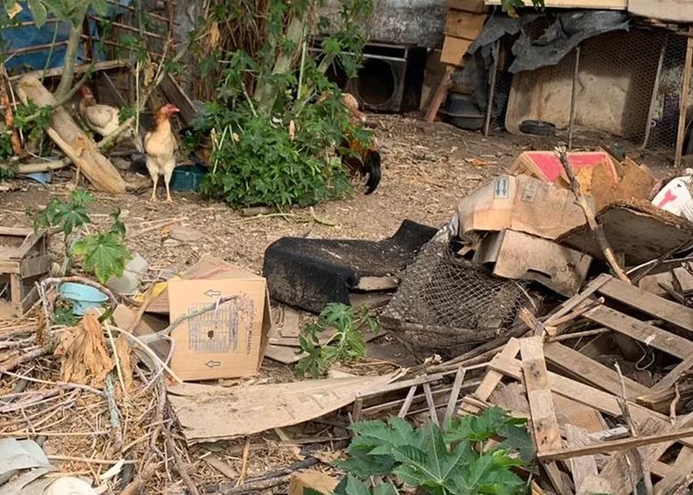 Leishmaniose: por que matar o cão não resolve, e a política brasileira insiste nisso há décadas