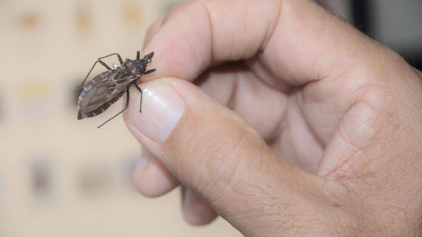 Doença de Chagas: de 1,9 a 4,6 milhões de brasileiros infectados, e a maioria não sabe