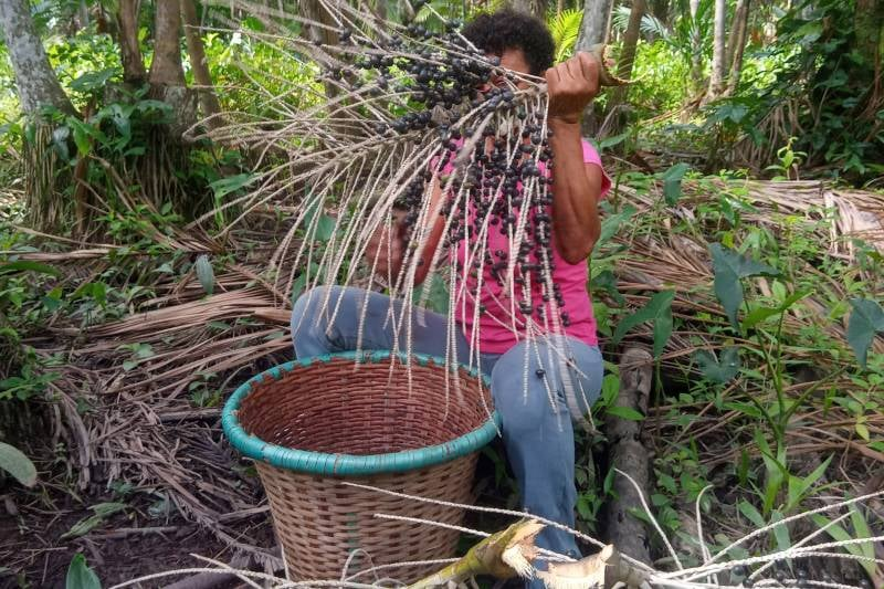 Descreva a cena: colheita ou processamento de açaí na Amazônia