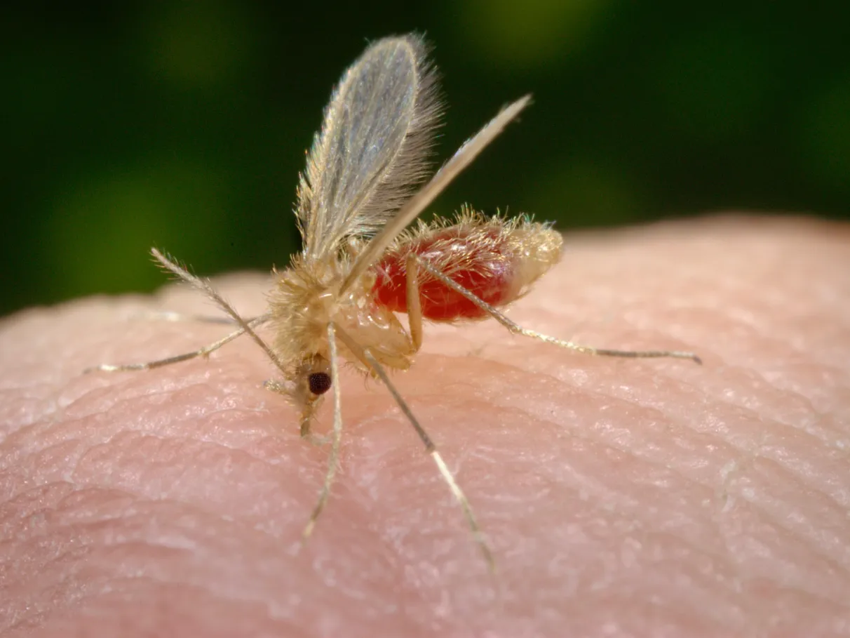 Descreva a cena: quintal com entulho e matéria orgânica, ambiente favorável ao mosquito-palha