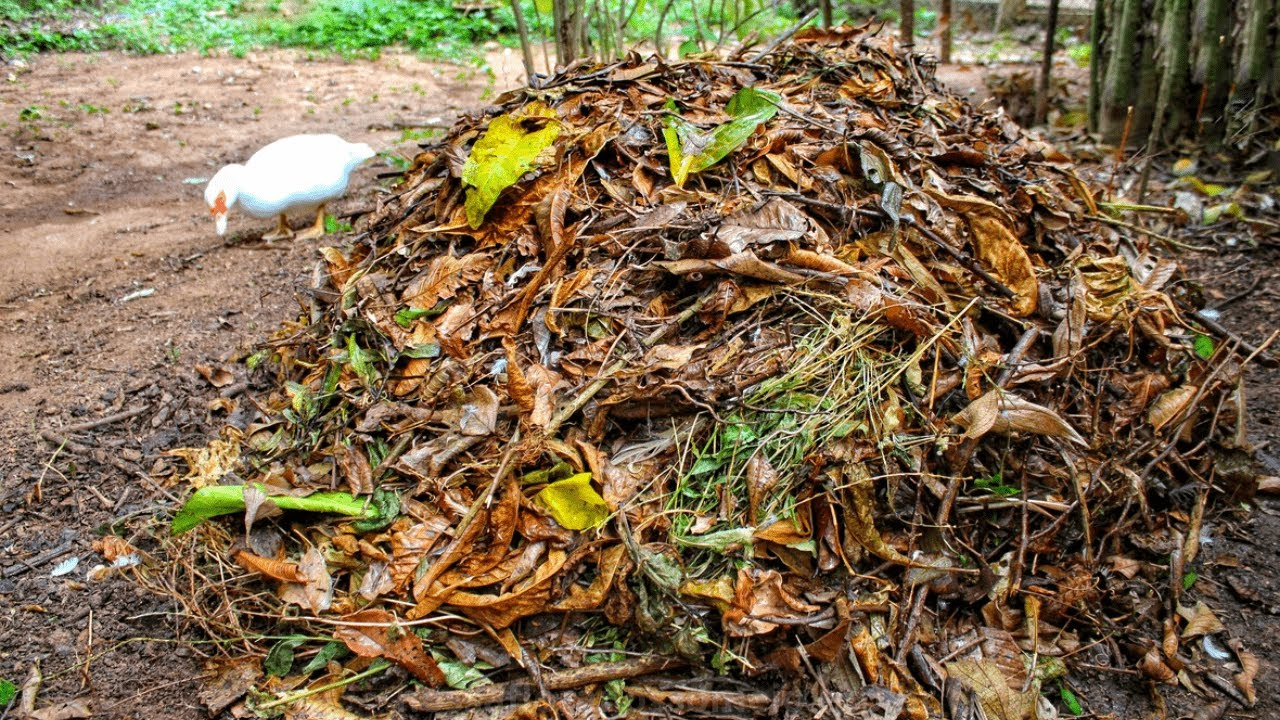 Descreva a cena: quintal com entulho e matéria orgânica, ambiente favorável ao mosquito-palha