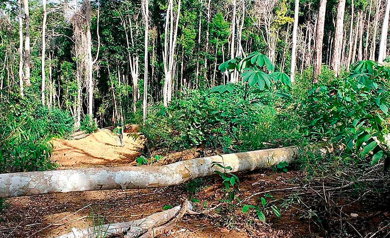 Descreva a cena: área de expansão urbana próxima a vegetação nativa ou desmatamento