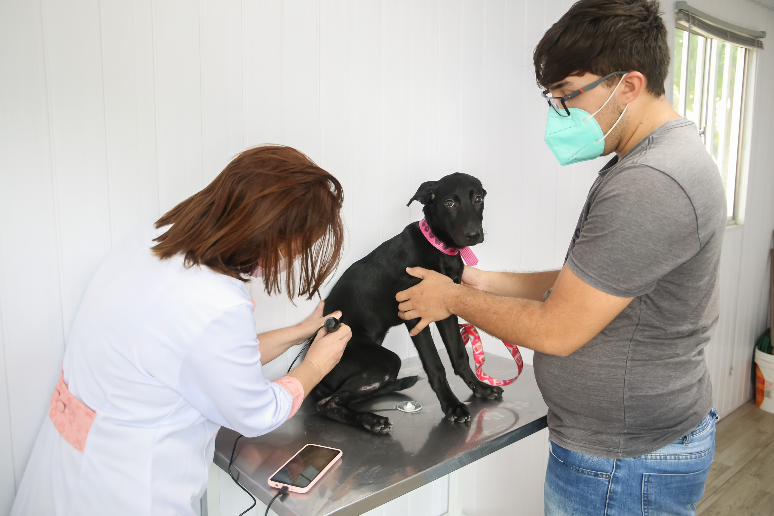 Descreva a cena: atendimento veterinário comunitário ou cão de comunidade sendo cuidado