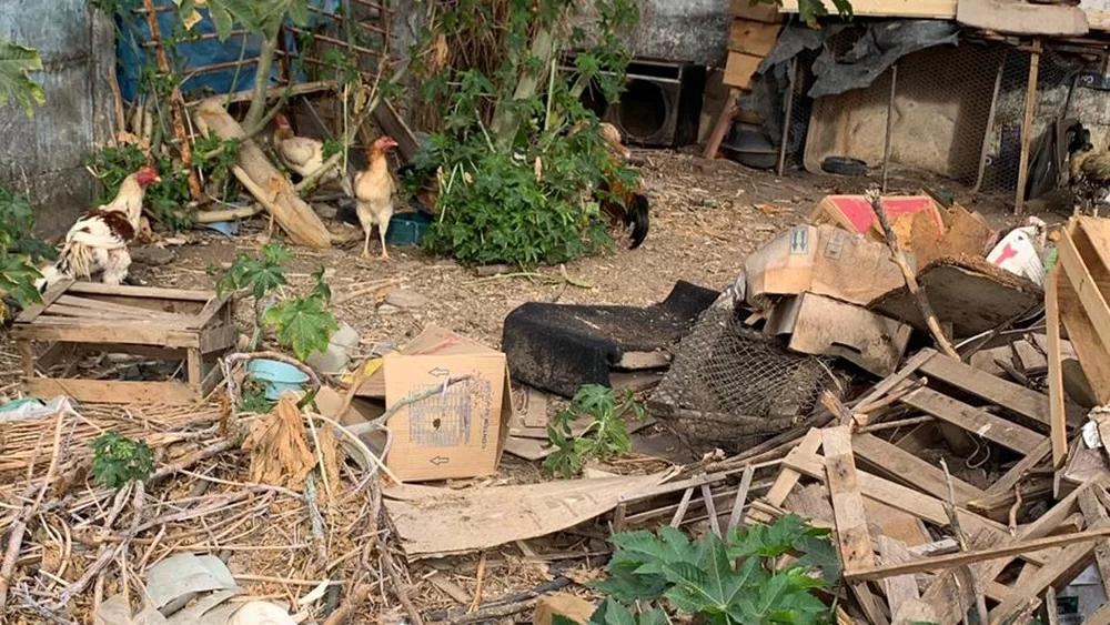 Descreva a cena: quintal com entulho e matéria orgânica, ambiente favorável ao mosquito-palha