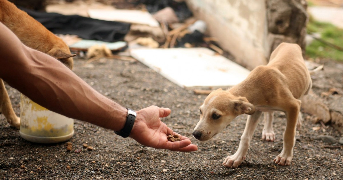 Descreva a cena: protetor ou protetora de animais cuidando de cães em situação de rua ou comunidade