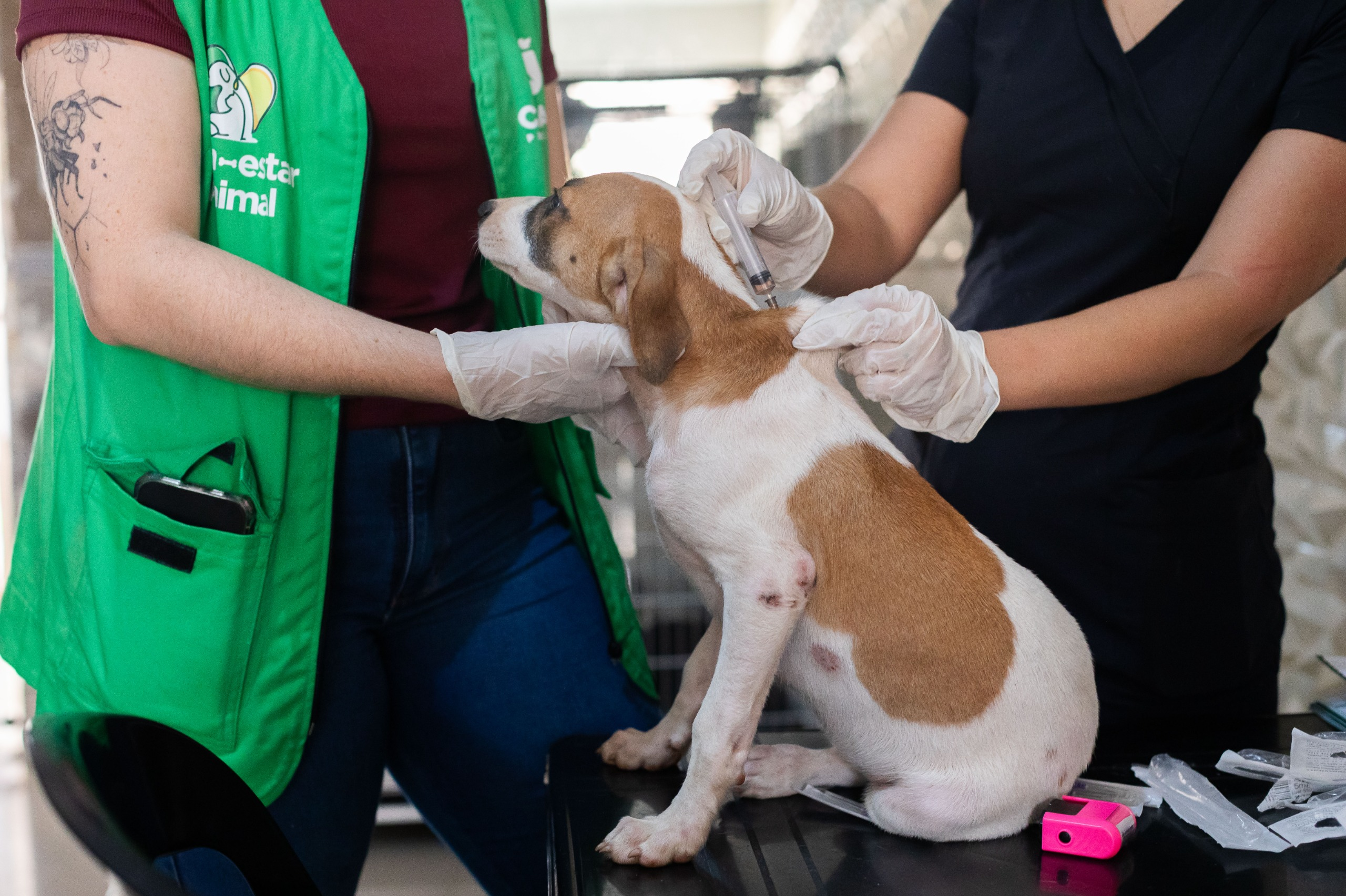 Descreva a cena: mutirão de vacinação animal ou ação territorial de saúde em comunidade