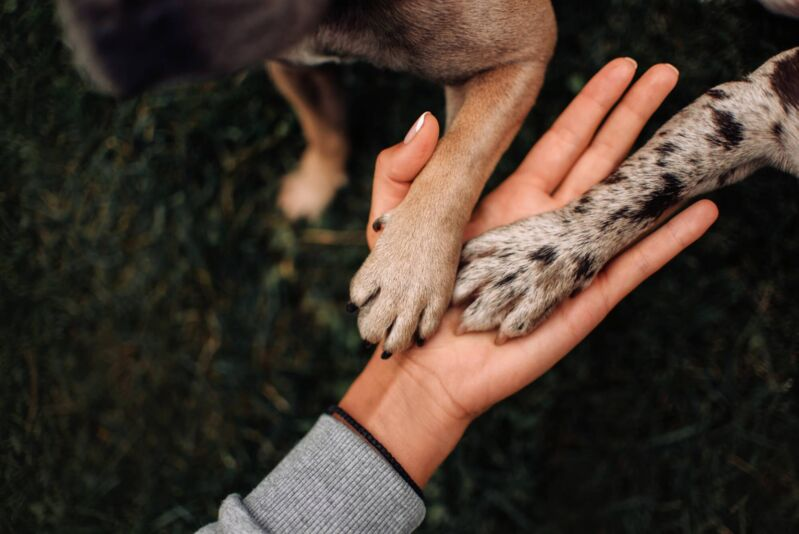 Descreva a cena: protetor ou protetora de animais cuidando de cães em situação de rua ou comunidade