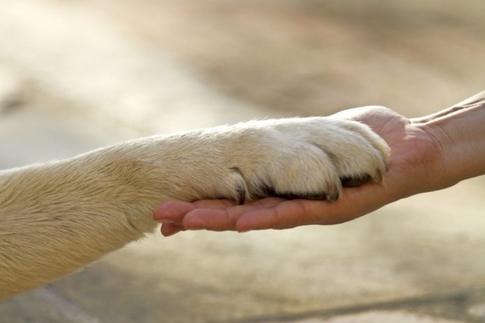 Protetores de animais: a vigilância contra a leishmaniose que já existe, mas o poder público ignora