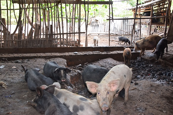 Descreva a cena: criação de porcos a céu aberto ou hortaliças em feira livre