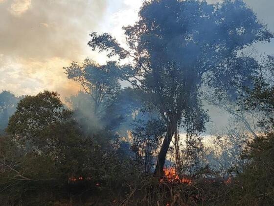 Mato Grosso no Centro da Tempestade: doenças negligenciadas, El Niño e o que o parlamento ainda não respondeu