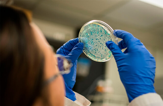 Técnico de laboratório analisando cultura de bactérias em placa de Petri para teste de sensibilidade a antibióticos