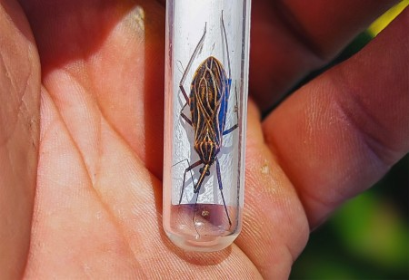 Desmatamento na Amazônia aumenta risco de Chagas e leishmaniose