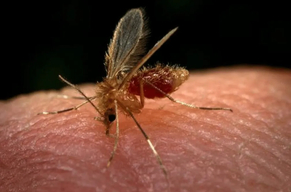 Mosquito-palha, inseto flebotomíneo transmissor da leishmaniose, vetor do protozoário Leishmania na Amazônia