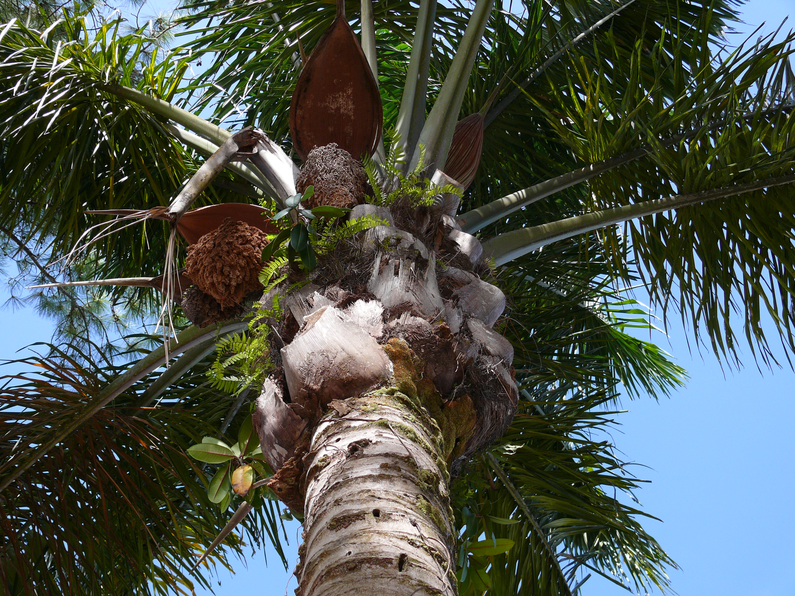 Palmeira do gênero Attalea próxima a uma casa em área rural da Amazônia, habitat de triatomíneos transmissores da doença de Chagas