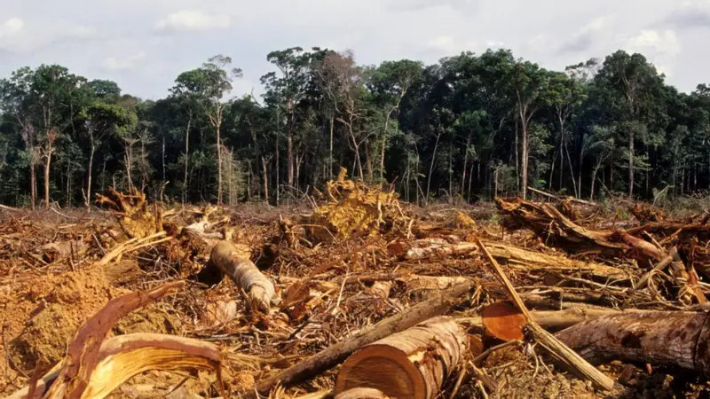 Vista aérea de área desmatada na Amazônia ao lado de remanescente de floresta, com padrão de ocupação em espinha de peixe